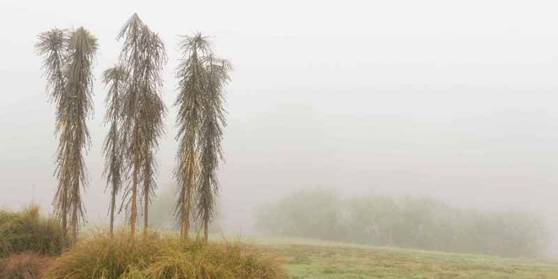 pseudopanax conseils hiver