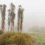 Pseudopanax : comment le protéger du froid et l’hiverner ?