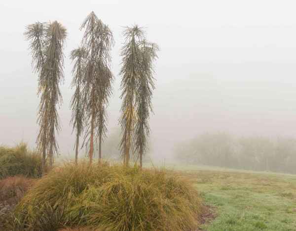 Pseudopanax : comment le protéger du froid et l’hiverner ?