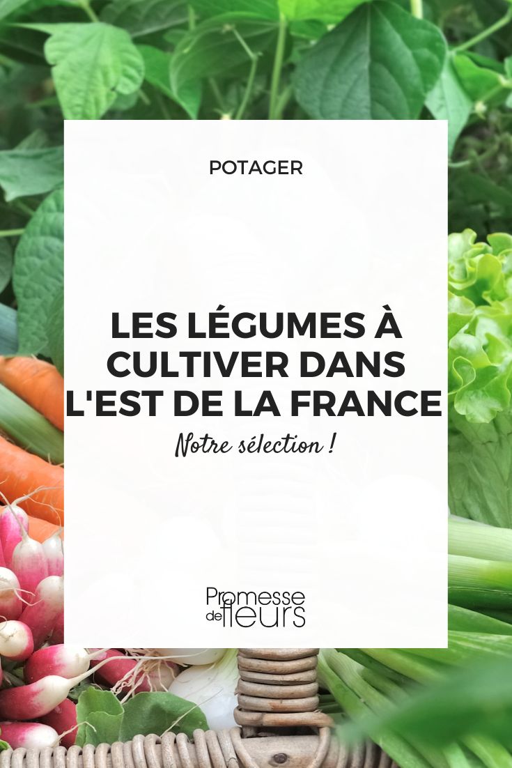 notre sélection de légumes à cultiver dans l'est de la France