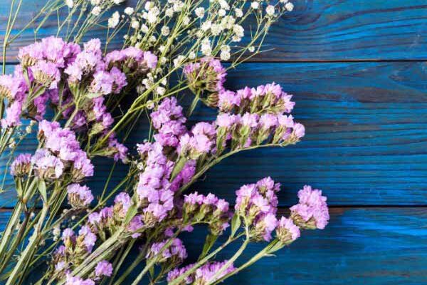 Comment récolter et faire sécher le Limonium pour des bouquets durables ?