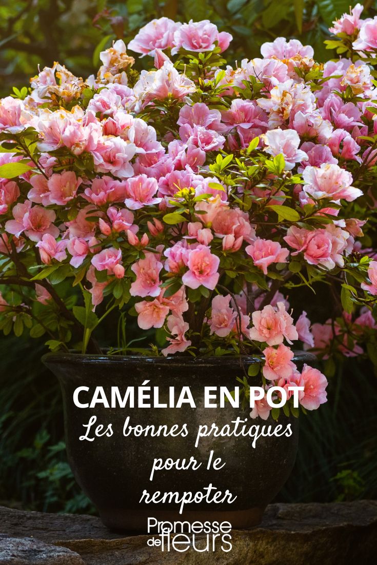 rempotage du camelia en pot