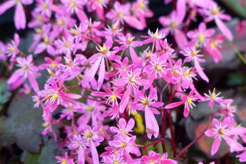 saxifrage d'ombre à fleurs roses