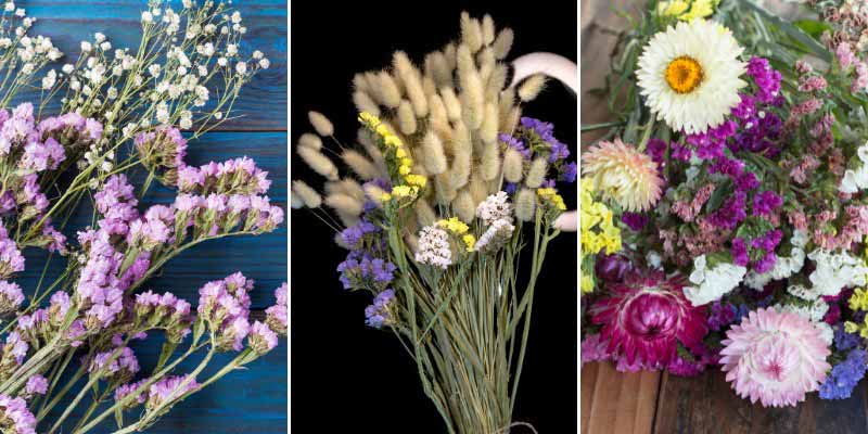 Fleurs sèches de Limonium en association avec gypsophiles, Lagurus et Helichrysum