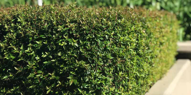 Comment tailler une haie d'Abelia grandiflora