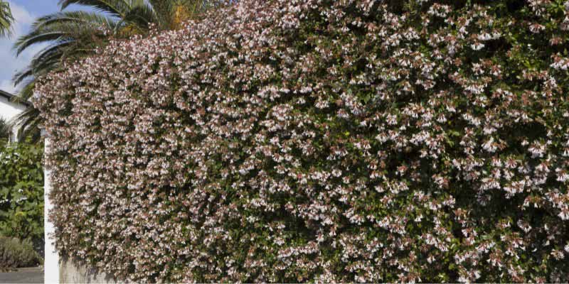 Abelia cultivé en haie