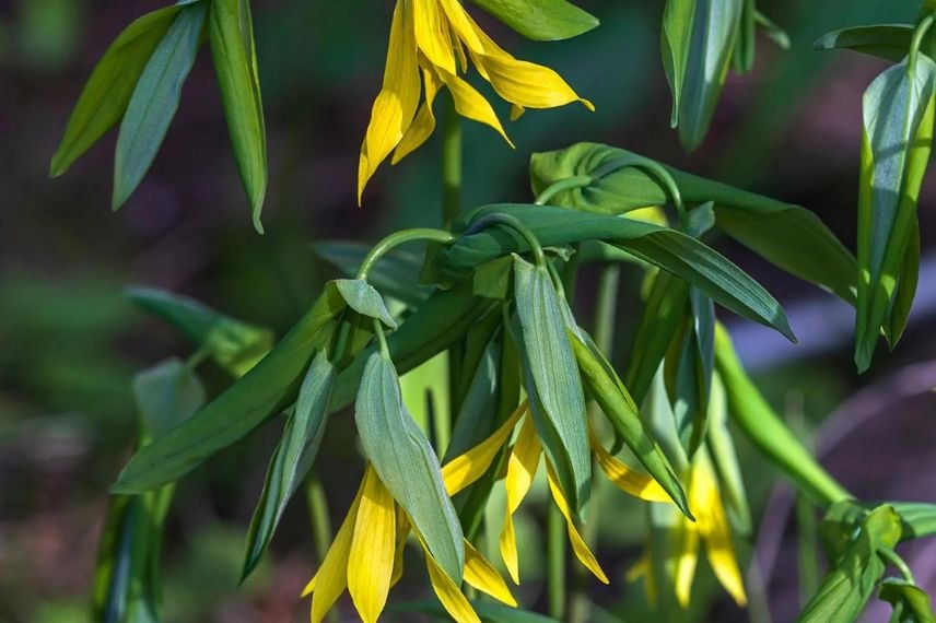 fleurs jaunes d'Uvulaire à grandes fleurs