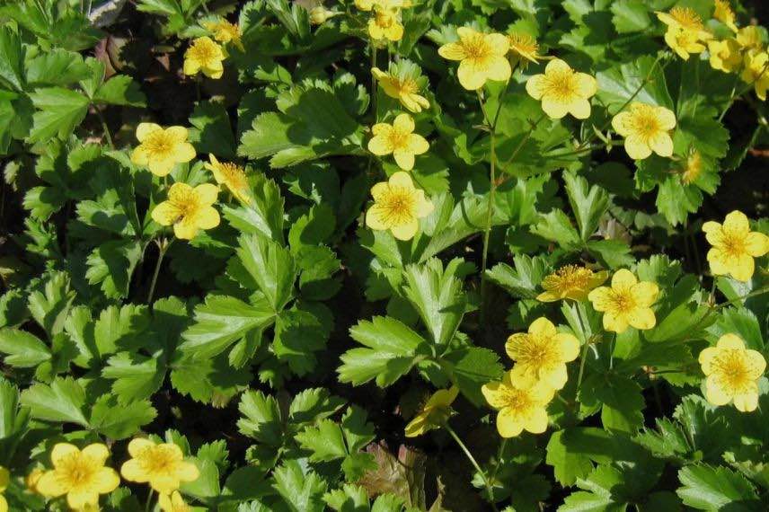 fraisier stérile à fleurs jaune