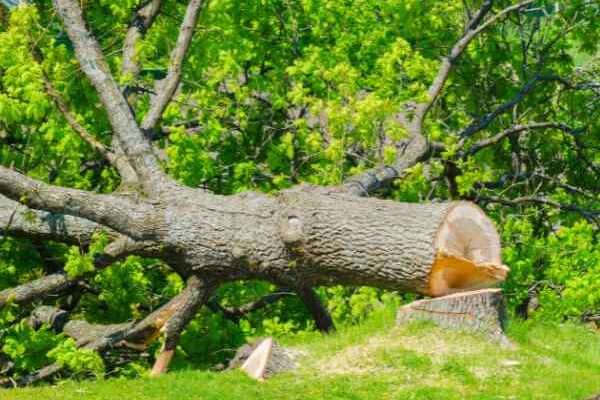 Abattage d'arbre : que dit la loi ?