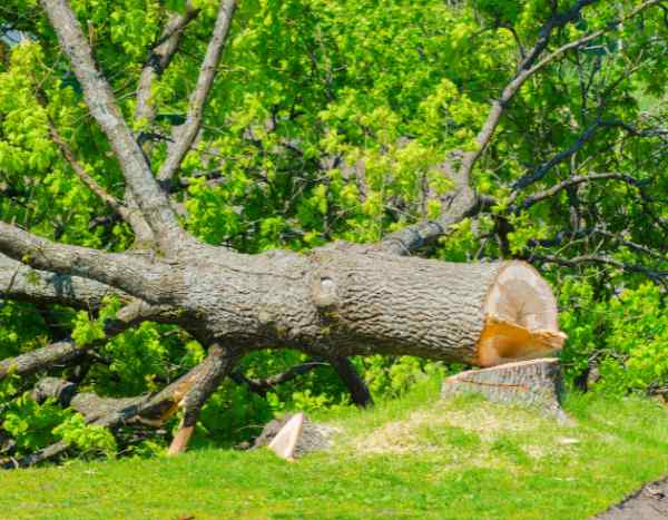 Abattage d'arbre : que dit la loi ?