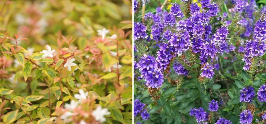 Abelia grandiflora 'Kaléidoscope' et Véronique arbustive 'Autumn Glory'