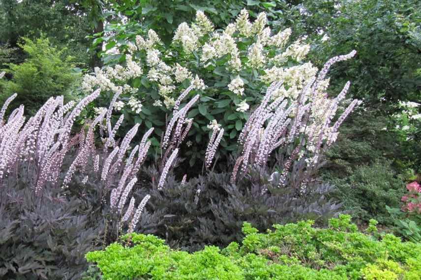 actaea feuillage pourpre