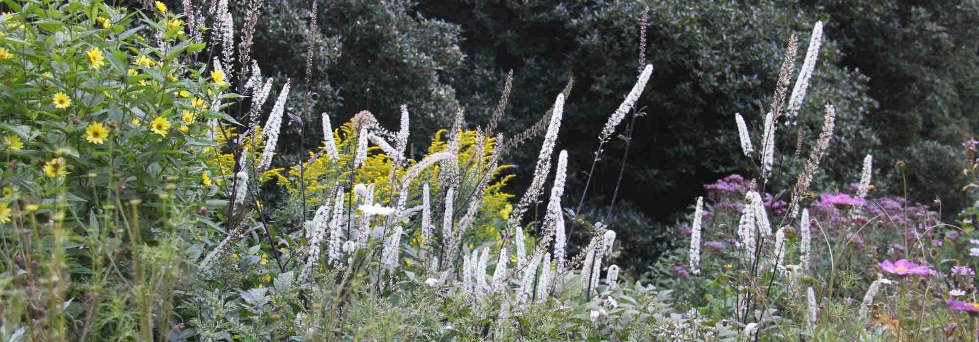 Associer les Cimicifugas avec d'autres plantes d'ombre