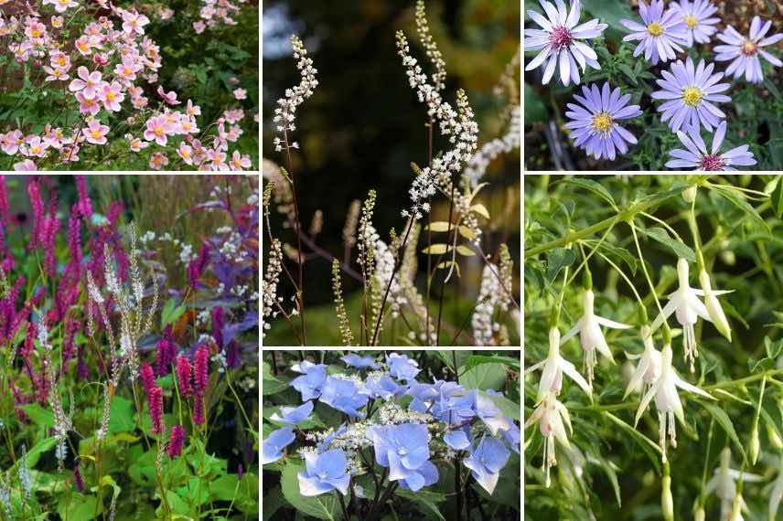 plantes à fleurs et acteae