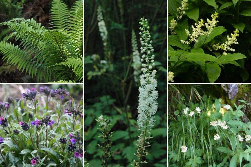 Actee et plantes de sous-bois