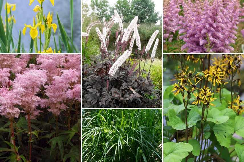 cimicifugas et plantes de berge