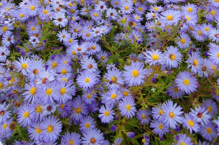 fleurs de l'aster Lady In Blue