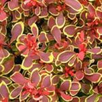 Les meilleurs Berberis nains pour petits espaces