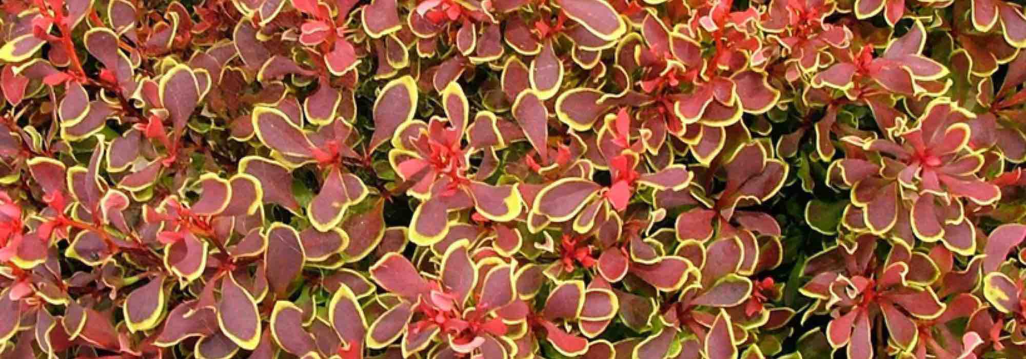 Les meilleurs Berberis nains pour petits espaces