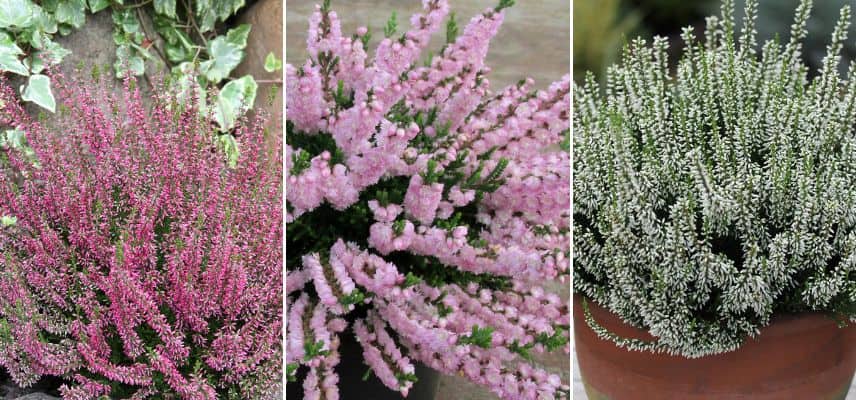 Calluna vulgaris 