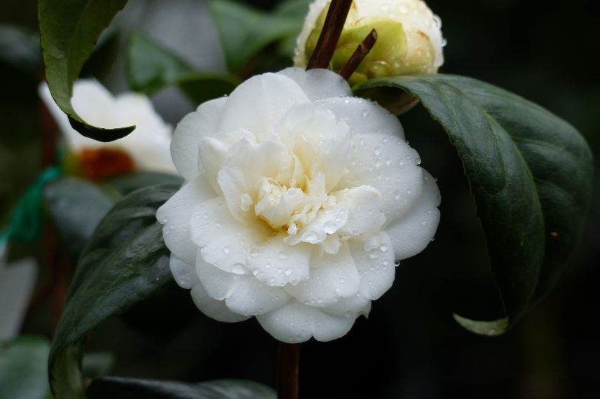 fleurs de camelia