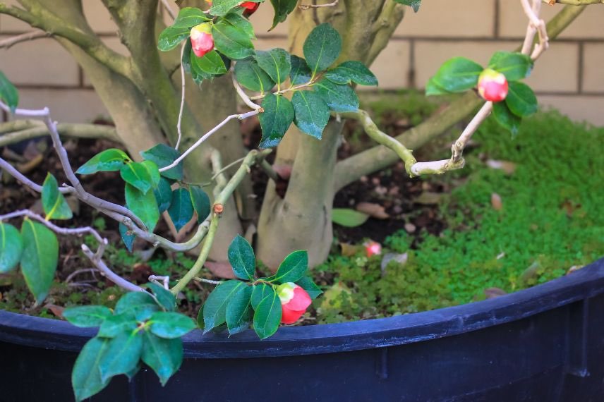 camelia en pot