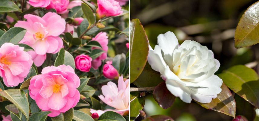 camelias d'automne