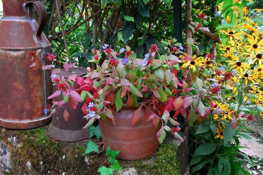 ceratostigma wilmottianum en pot