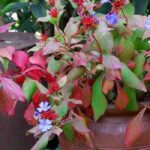 Cultiver un Ceratostigma en pot