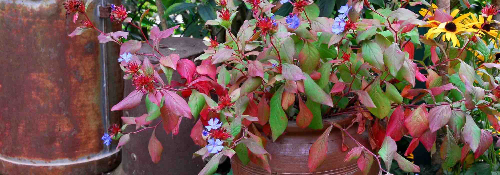 Cultiver un Ceratostigma en pot