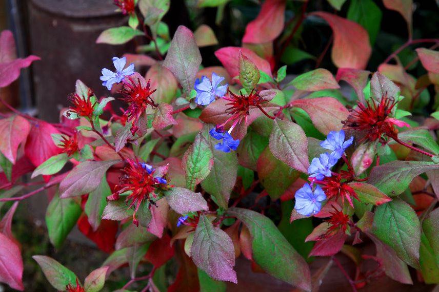 feuillage Ceratostigma willmottianum