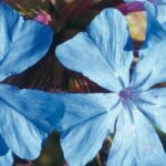 Bien choisir un Ceratostigma pour votre jardin