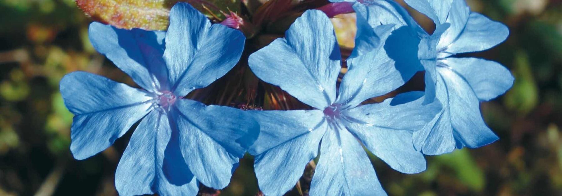 Bien choisir un Ceratostigma pour votre jardin