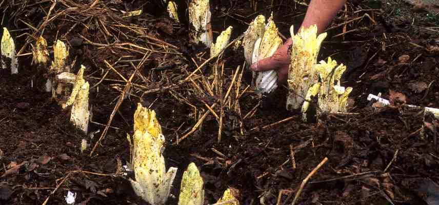 endive chicon Nord potager