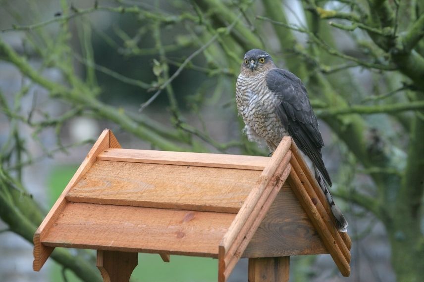 éperviers d'europe mangeoires oiseaux