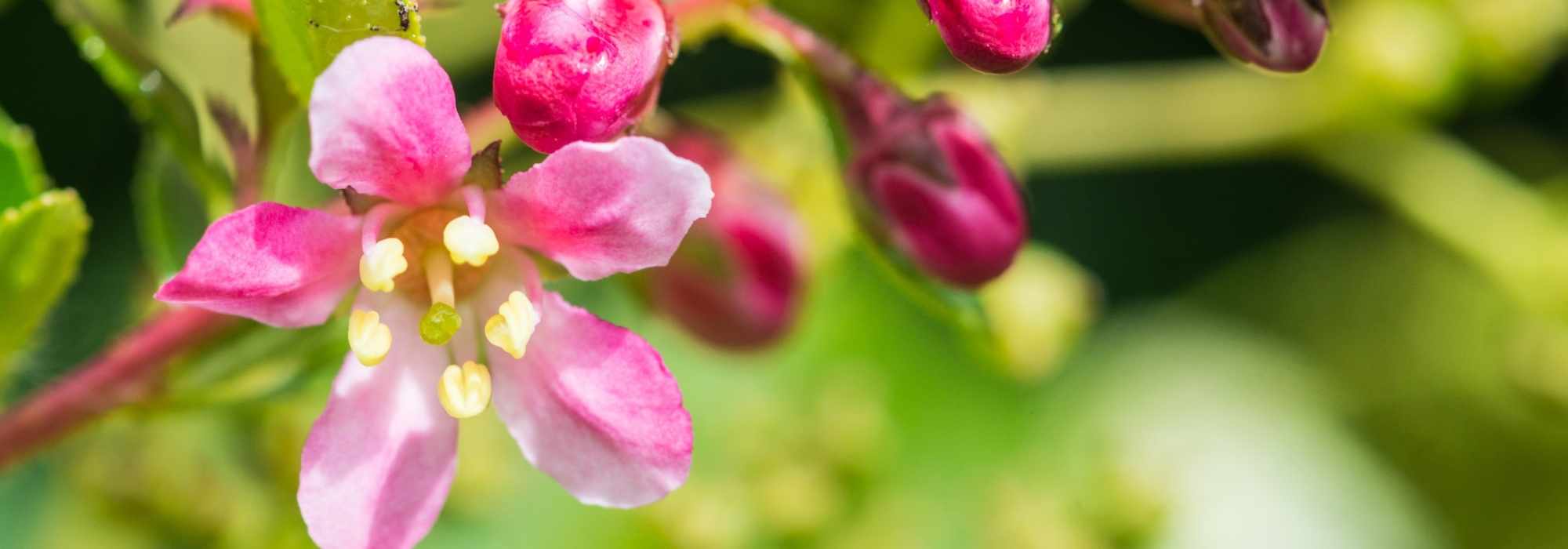 Comment choisir un escallonia pour son jardin ?