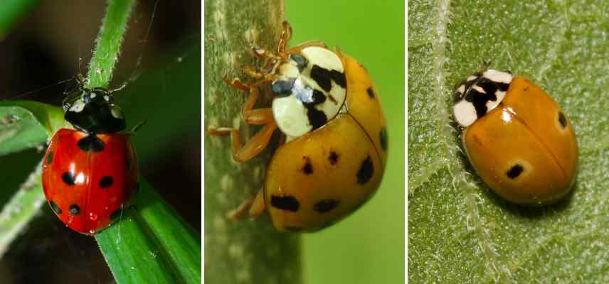 coccinelles les plus courantes communes