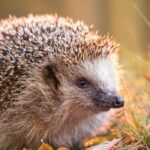 Comment offrir un jardin accueillant aux animaux en hiver ?