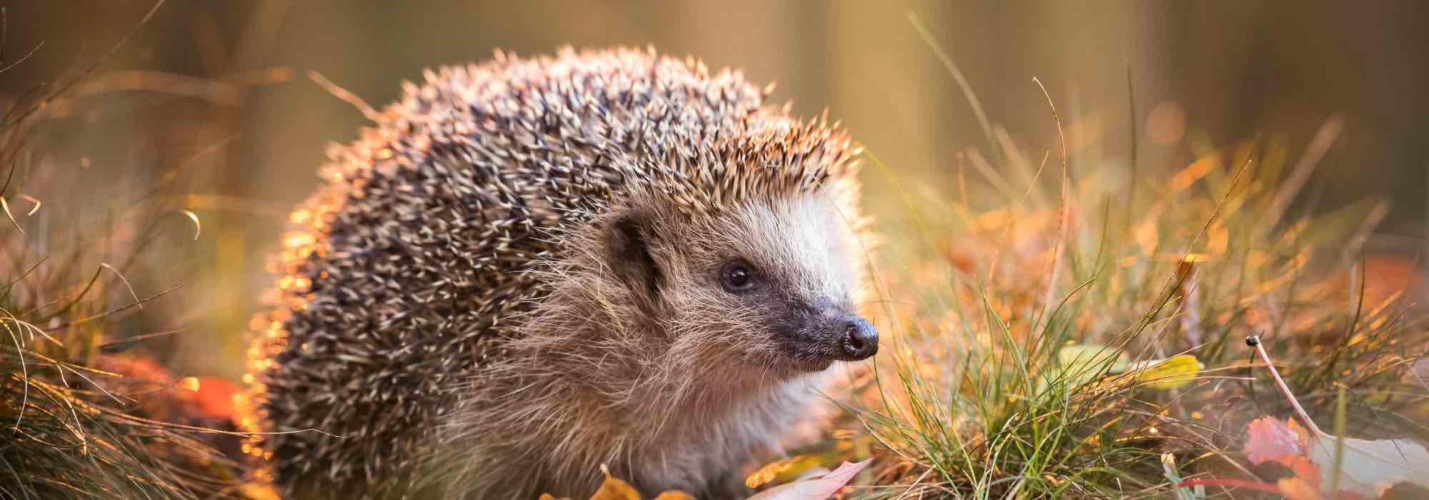 Comment offrir un jardin accueillant aux animaux en hiver ?