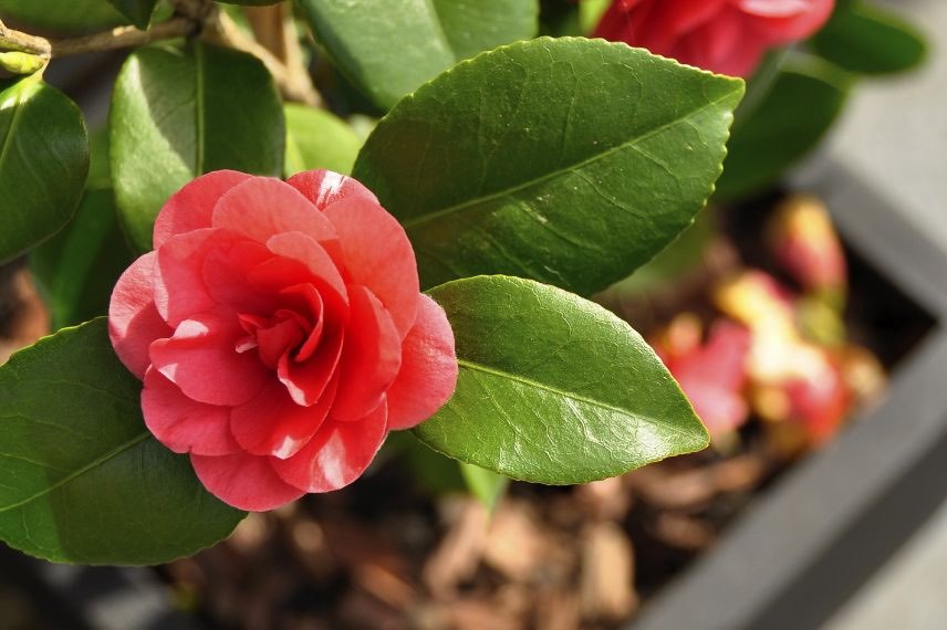 fleur rouge de camelia