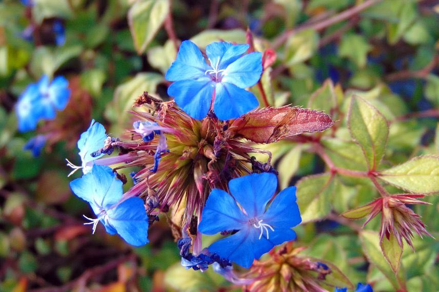 fleurs bleues de ceratostigma