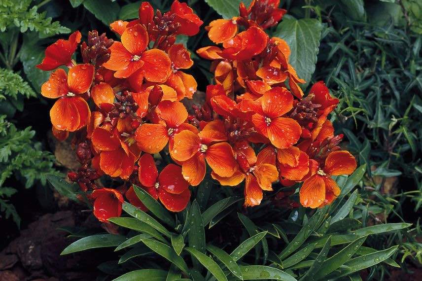 erysimum orange