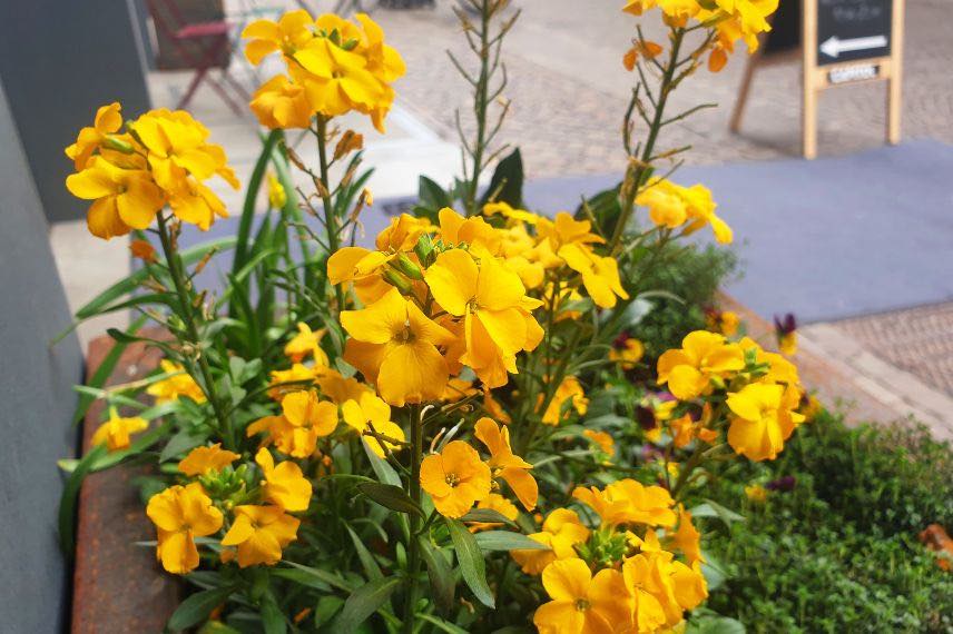 erysimum jaune