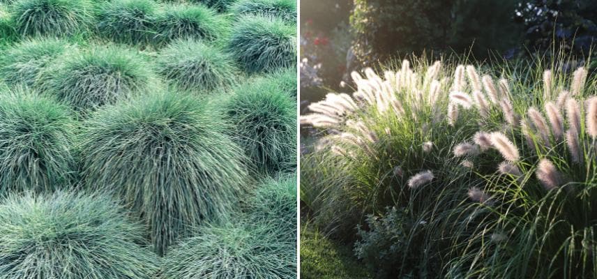 fétuque bleue et pennisetum