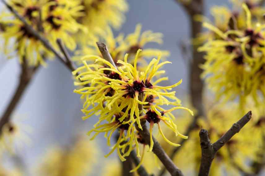 hamamelis noisetier de sorciere Arnold promise