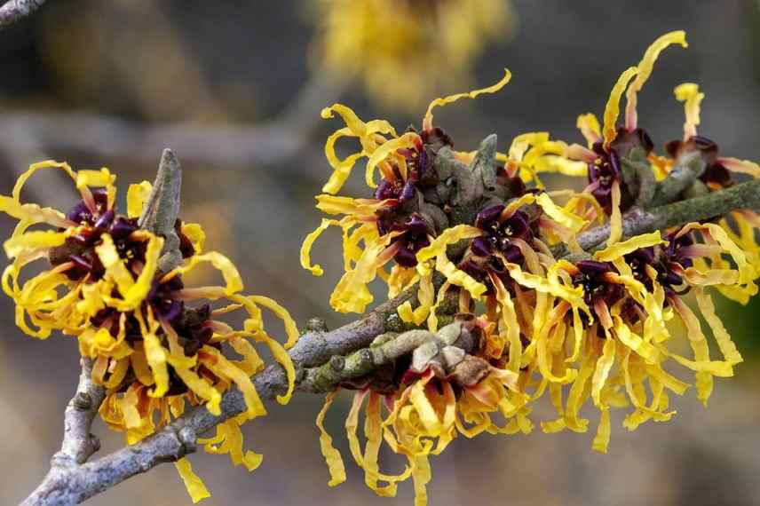 hamamelis fleurs jaunes