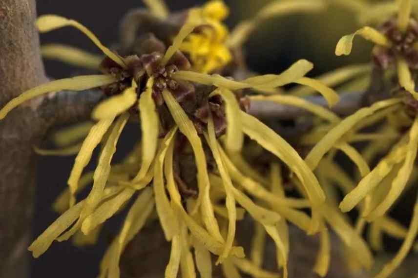 hamamelis a fleurs jaunes