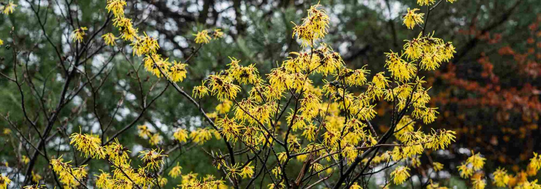 7 Hamamélis à fleurs jaunes pour un hiver fleuri