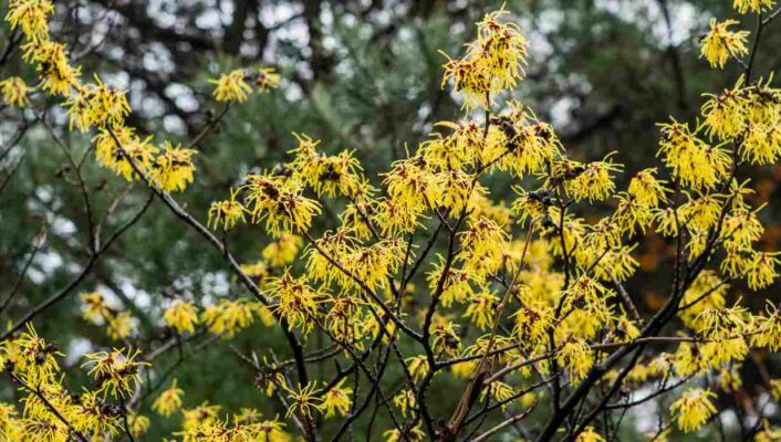 7 Hamamélis à fleurs jaunes pour un hiver fleuri