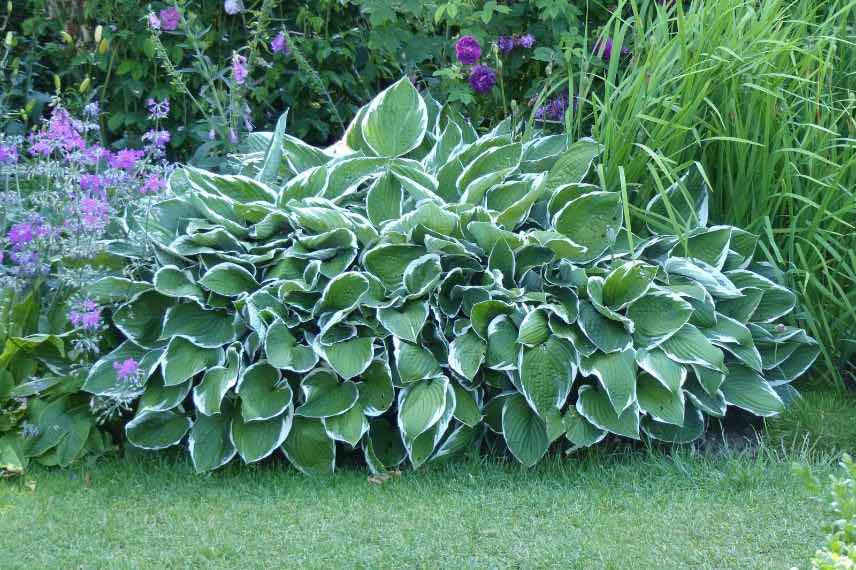 hosta